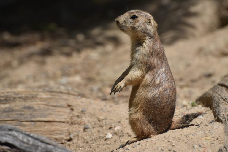 Black-tailed Prairie Dog | The Maryland Zoo