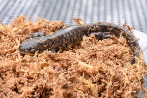 eastern tiger salamander