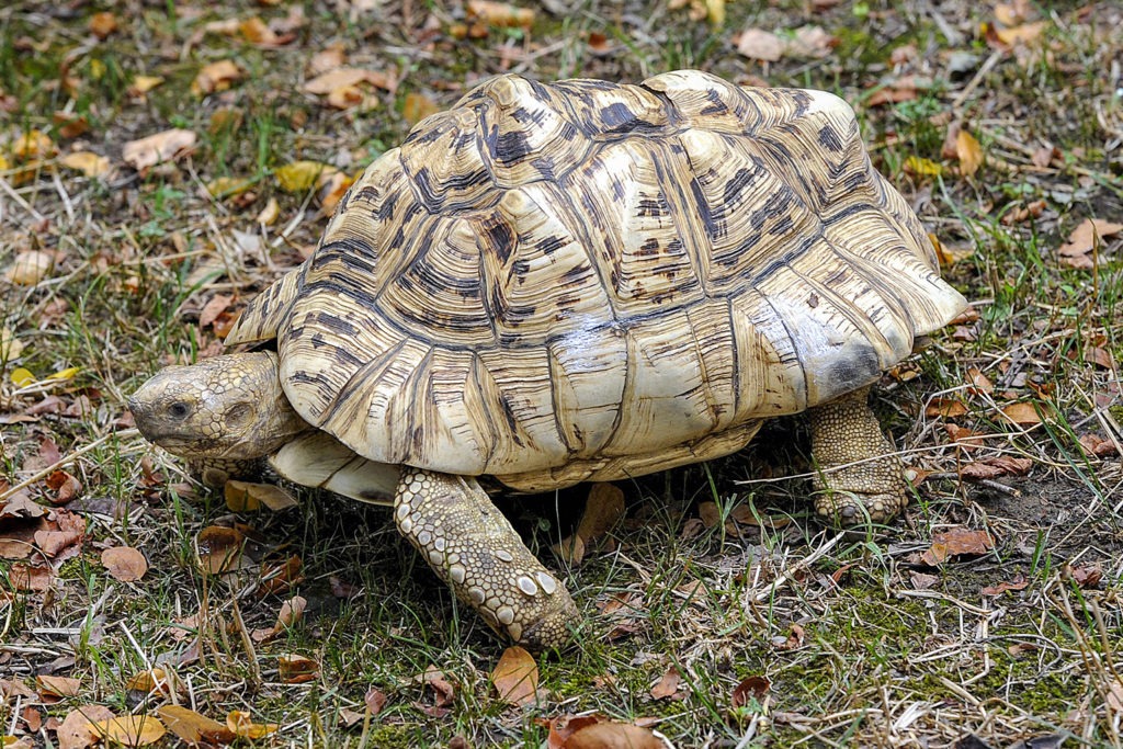 adult leopard tortoise