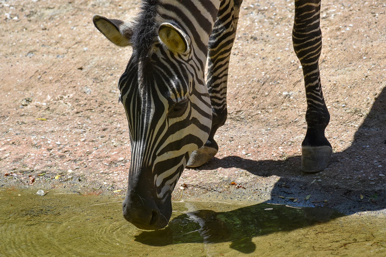 spotted zebra shreveport la