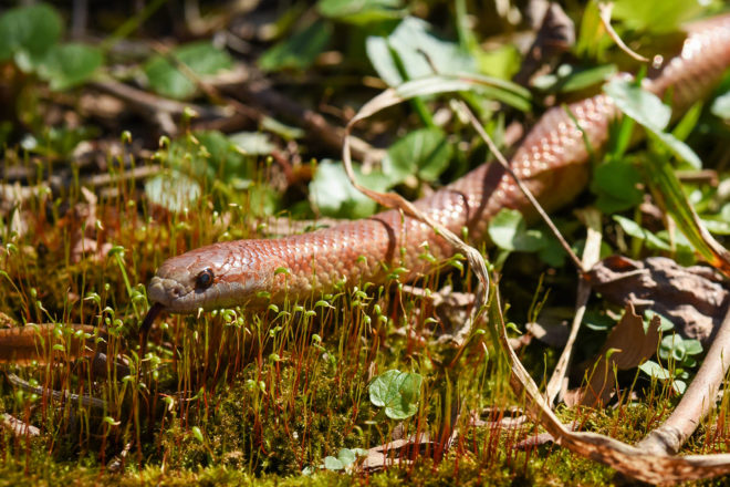 Mole king snake.