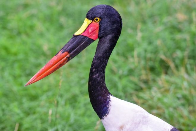 Saddle billed stork.