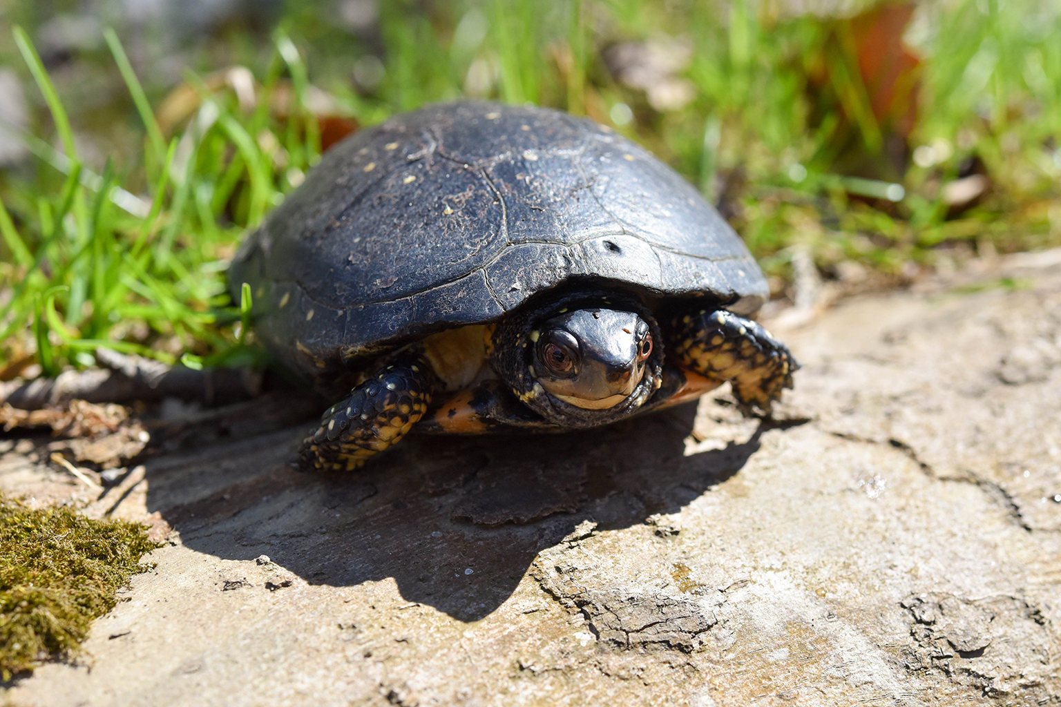 Spotted Turtle The Maryland Zoo