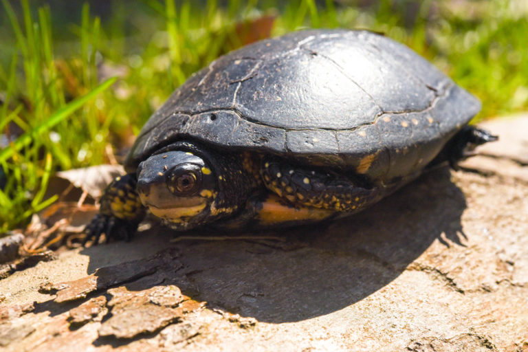 Spotted Turtle | The Maryland Zoo