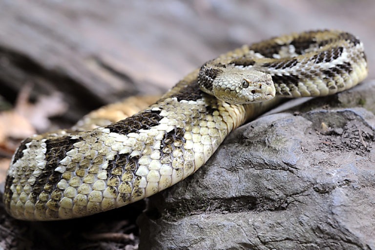 Timber Rattlesnake | The Maryland Zoo