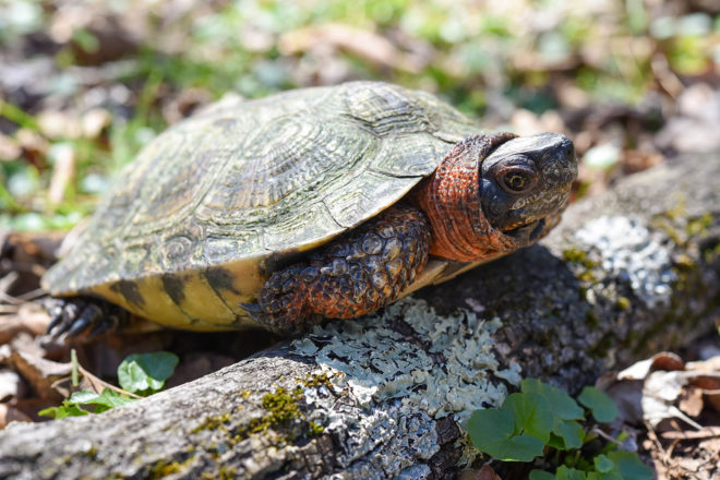 Wood turtle.