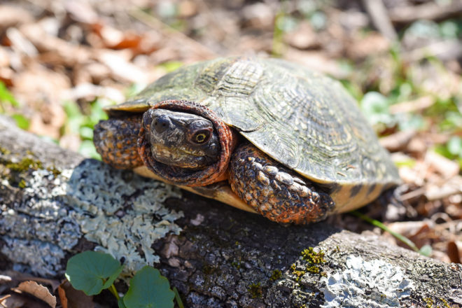 Wood Turtle 