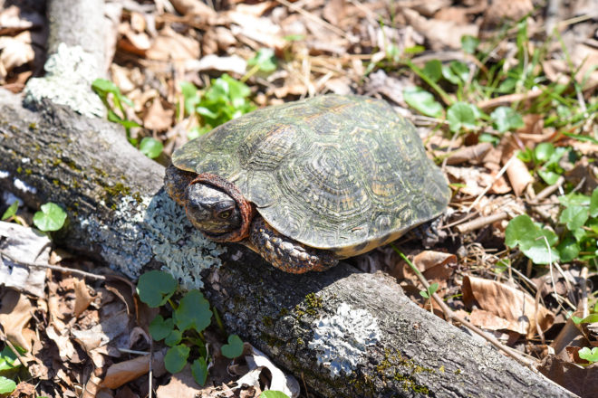 Wood Turtle | The Maryland Zoo