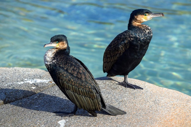two cormorant birds