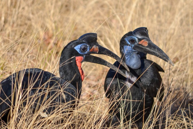 northern ground hornbill