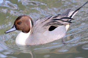 northern pintail