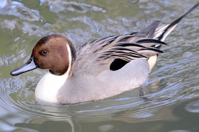 northern pintail