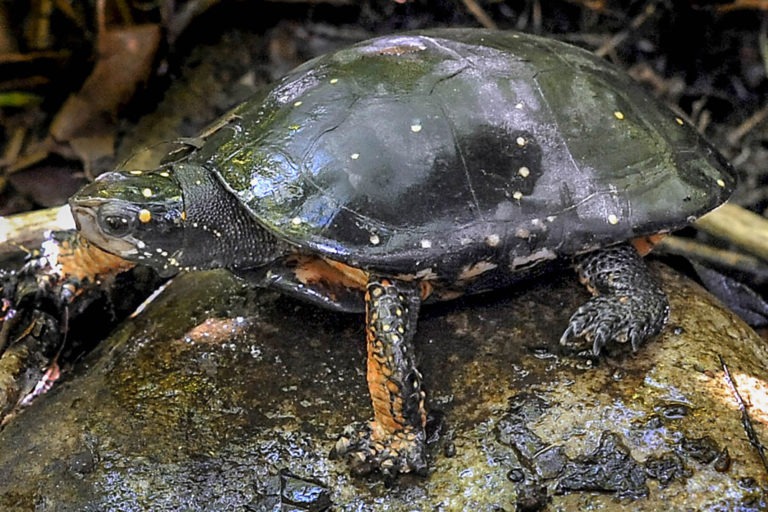 Spotted Turtle | The Maryland Zoo