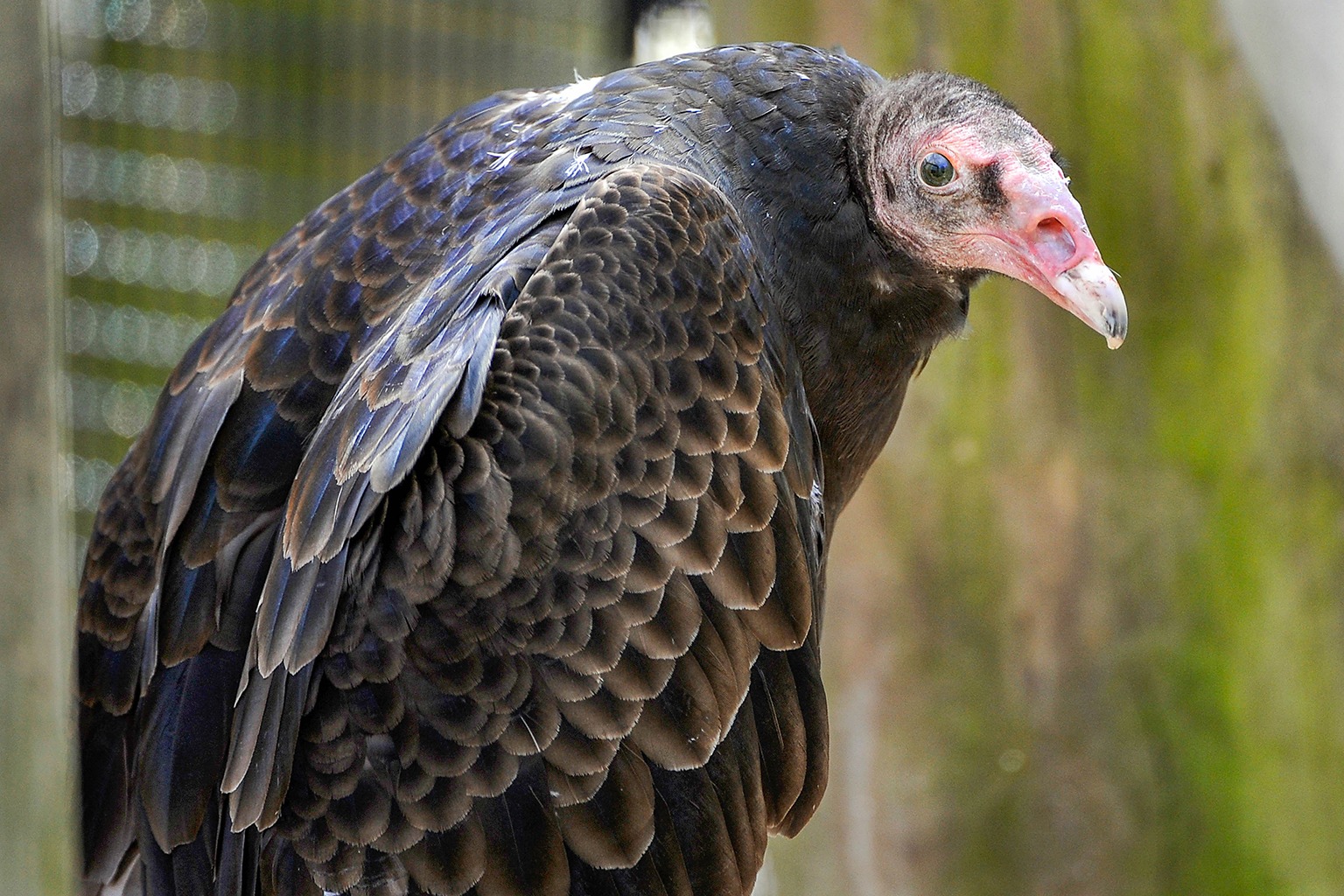 Turkey Vulture The Maryland Zoo