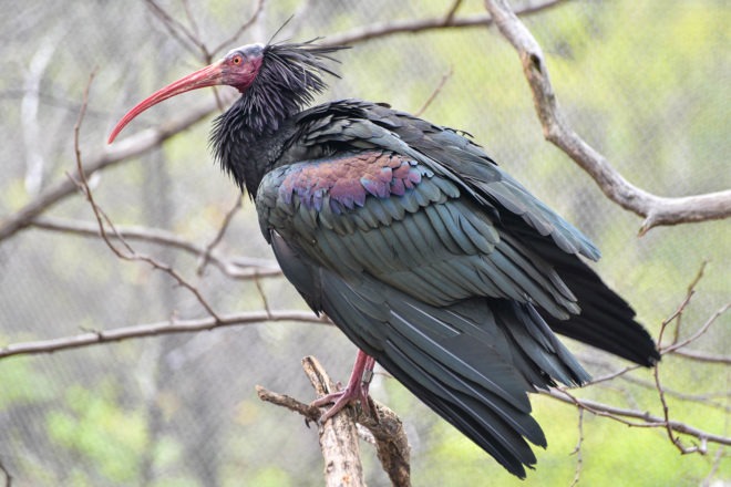 Waldrapp Ibis