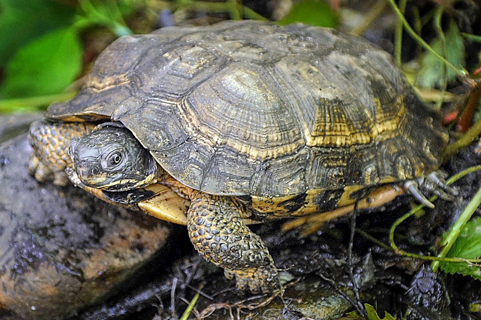 wood-turtle-the-maryland-zoo