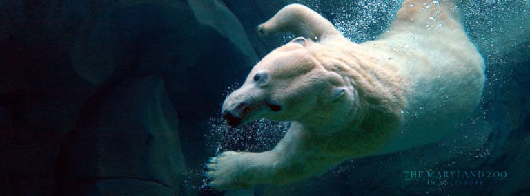 Facebook Cover Photos from the Zoo | The Maryland Zoo