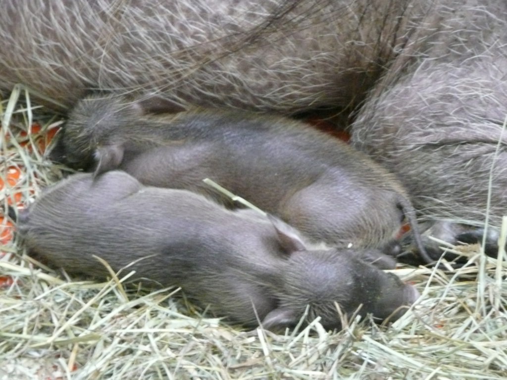 Maryland Zoo Welcomes New Warthog Piglets | The Maryland Zoo