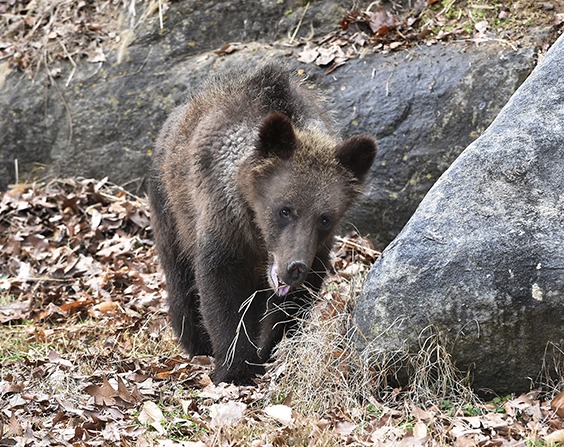 Brown Bear  The Maryland Zoo