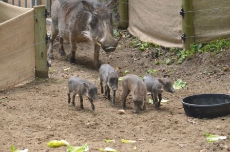 Babies at the Zoo — Four Warthog Piglets! | The Maryland Zoo