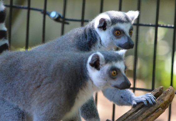Maryland Zoo Welcomes New Ring-Tailed Lemurs | The Maryland Zoo