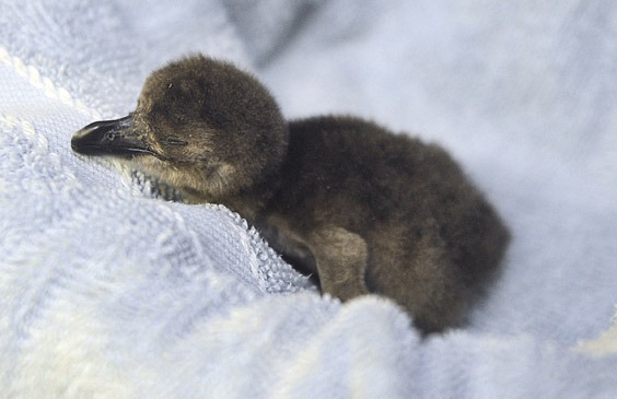 First Penguin Chicks of the Season Hatch | The Maryland Zoo