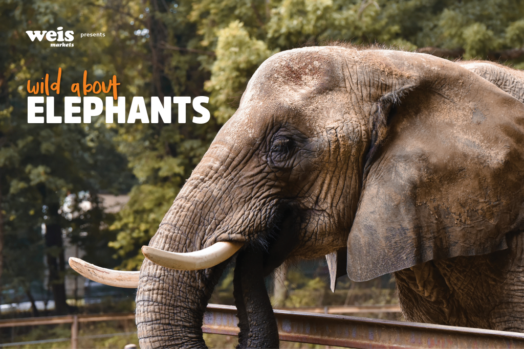 Wild About Elephants! | The Maryland Zoo