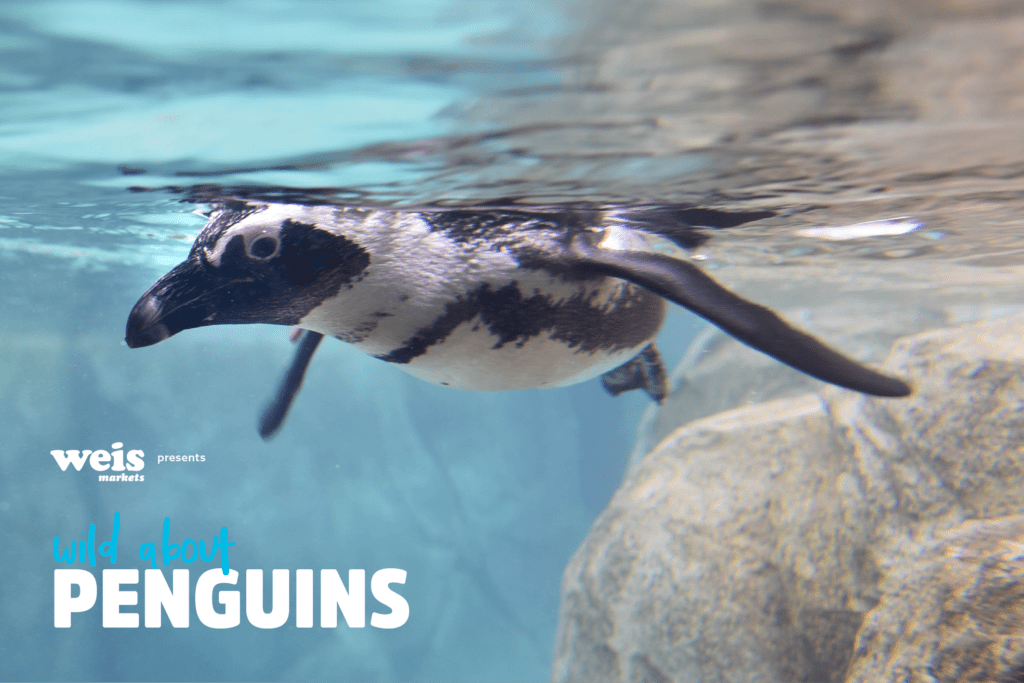 Wild About Penguins! | The Maryland Zoo