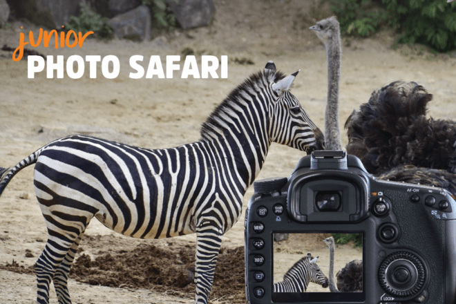 Junior Photo Safari
