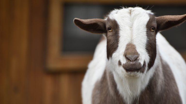 Goat Grooming | The Maryland Zoo