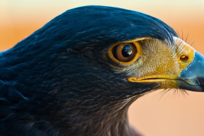 close up of hawk head