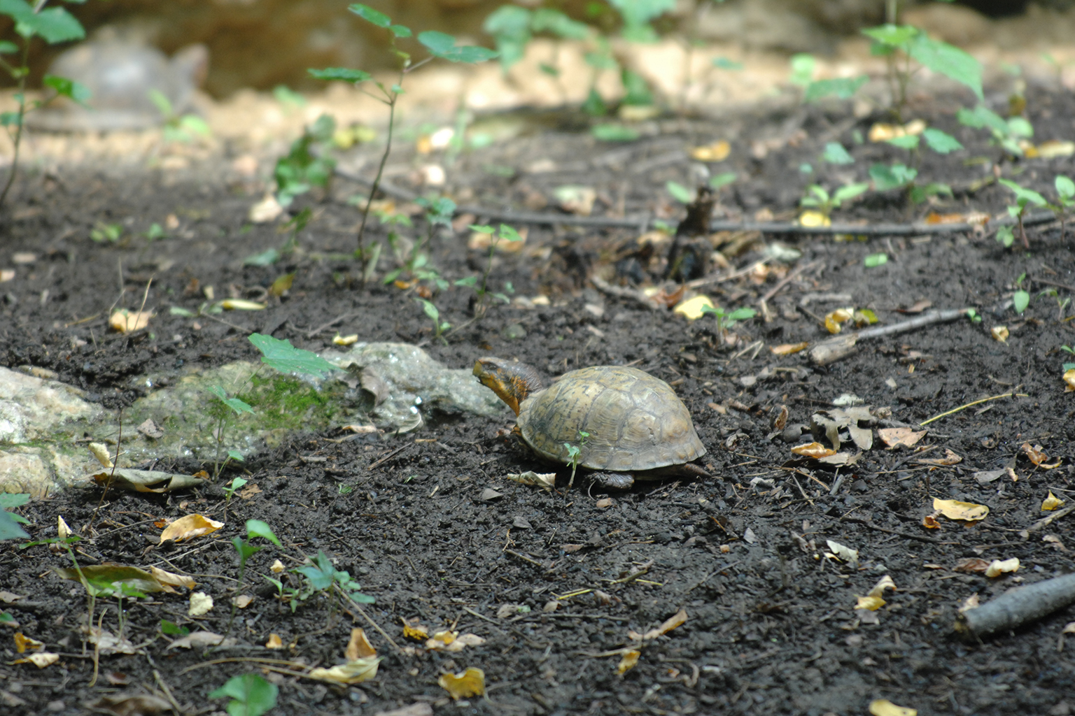 Maryland Native Species 