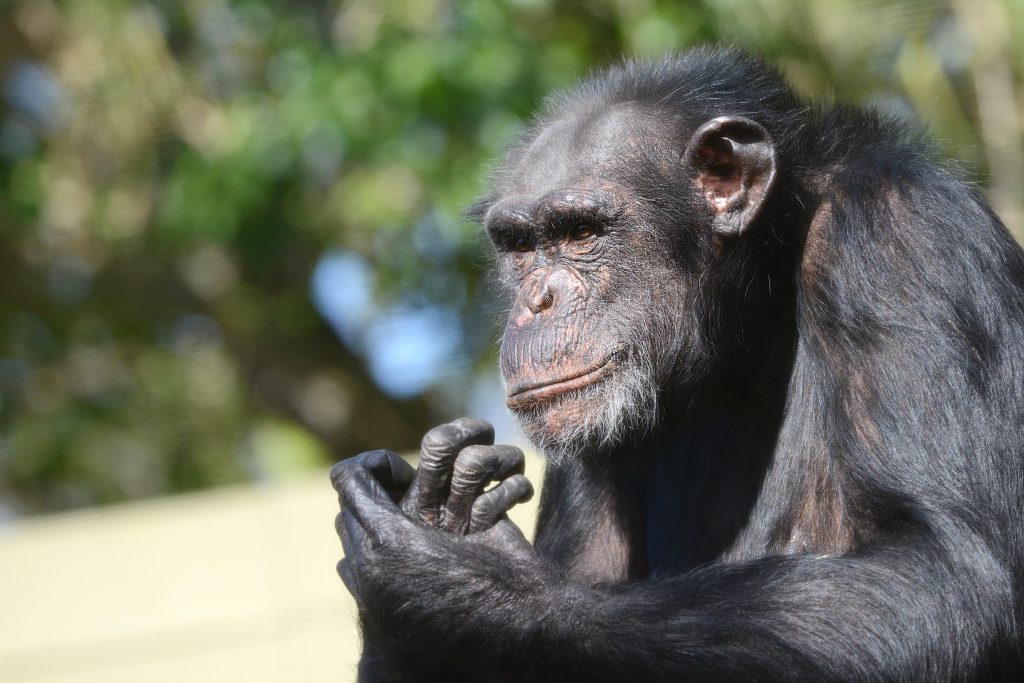 chimpanzee habitat