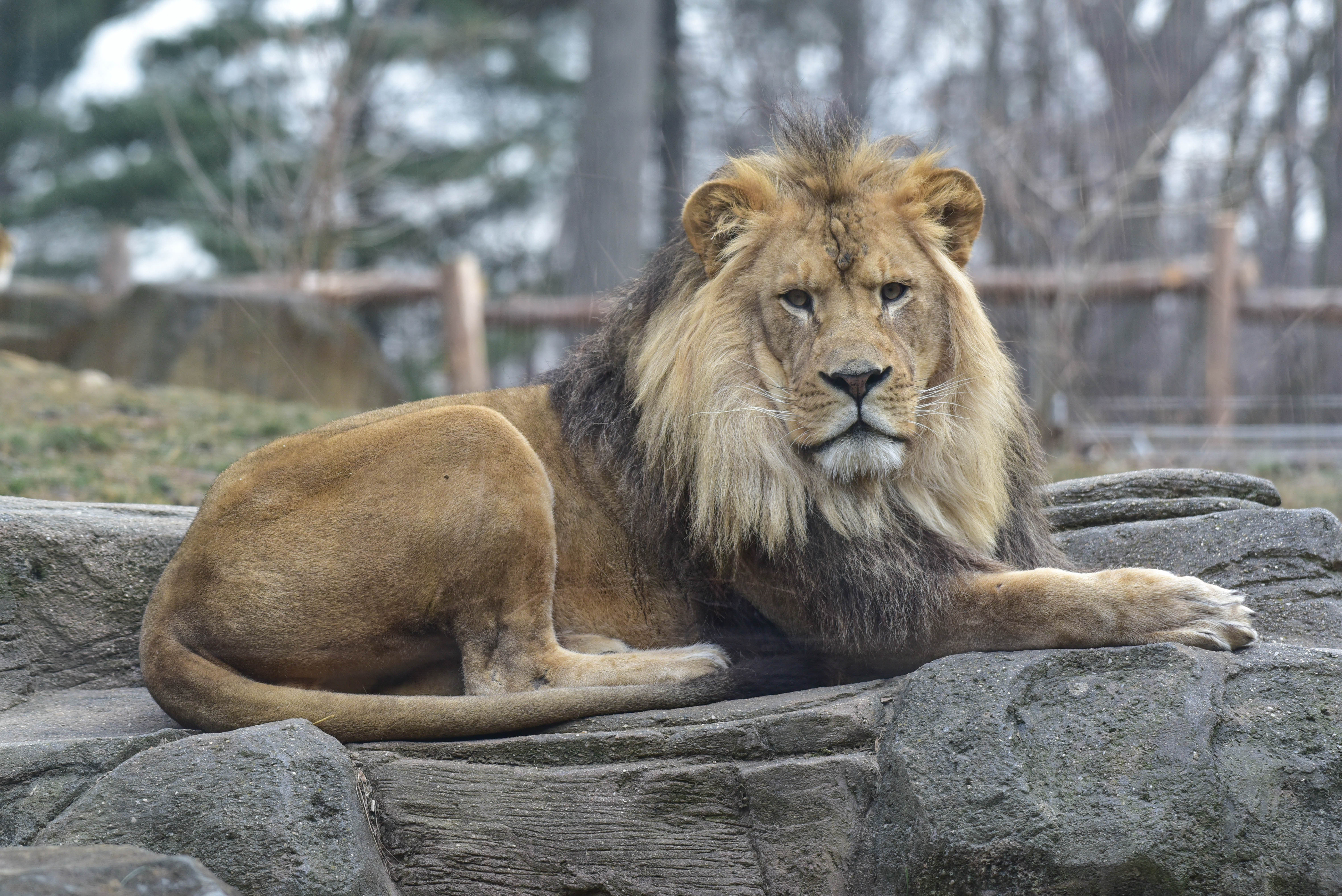 Maryland Zoo Lion Pride to Temporarily Move