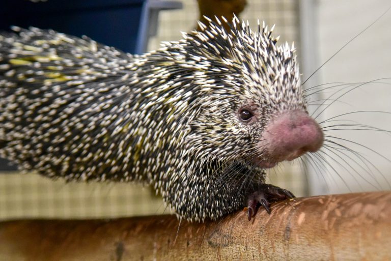 Prehensile-Tailed Porcupine | The Maryland Zoo