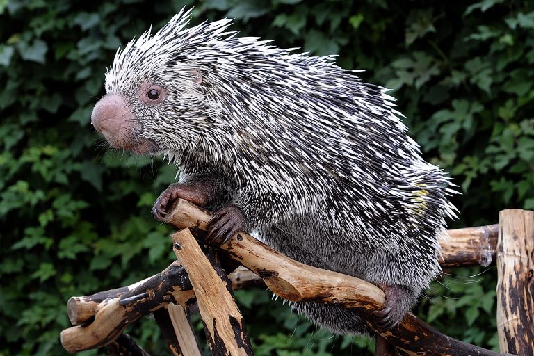 Prehensile-Tailed Porcupine | The Maryland Zoo