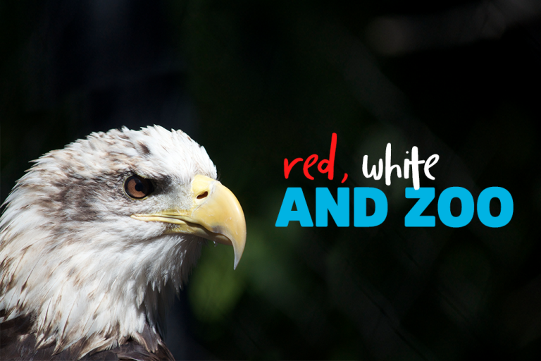 Red, White and Zoo