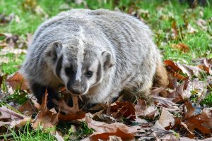 badger in the grass