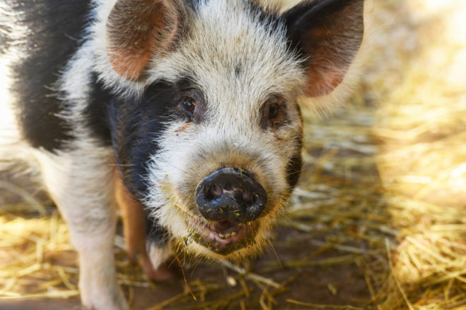 kunekune pig