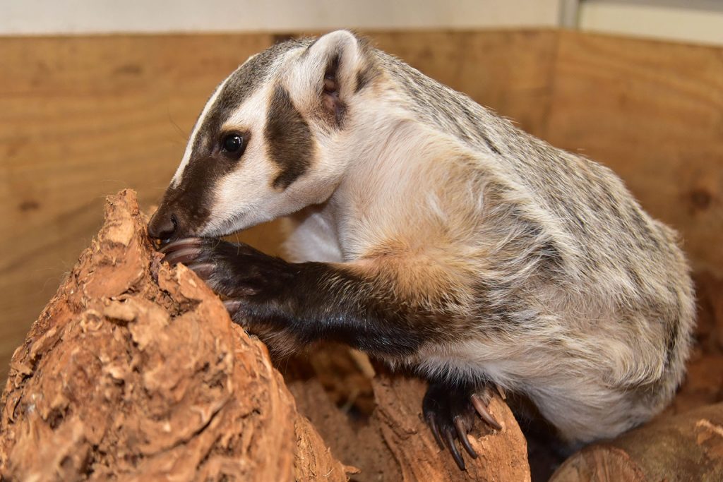 American Badger The Maryland Zoo