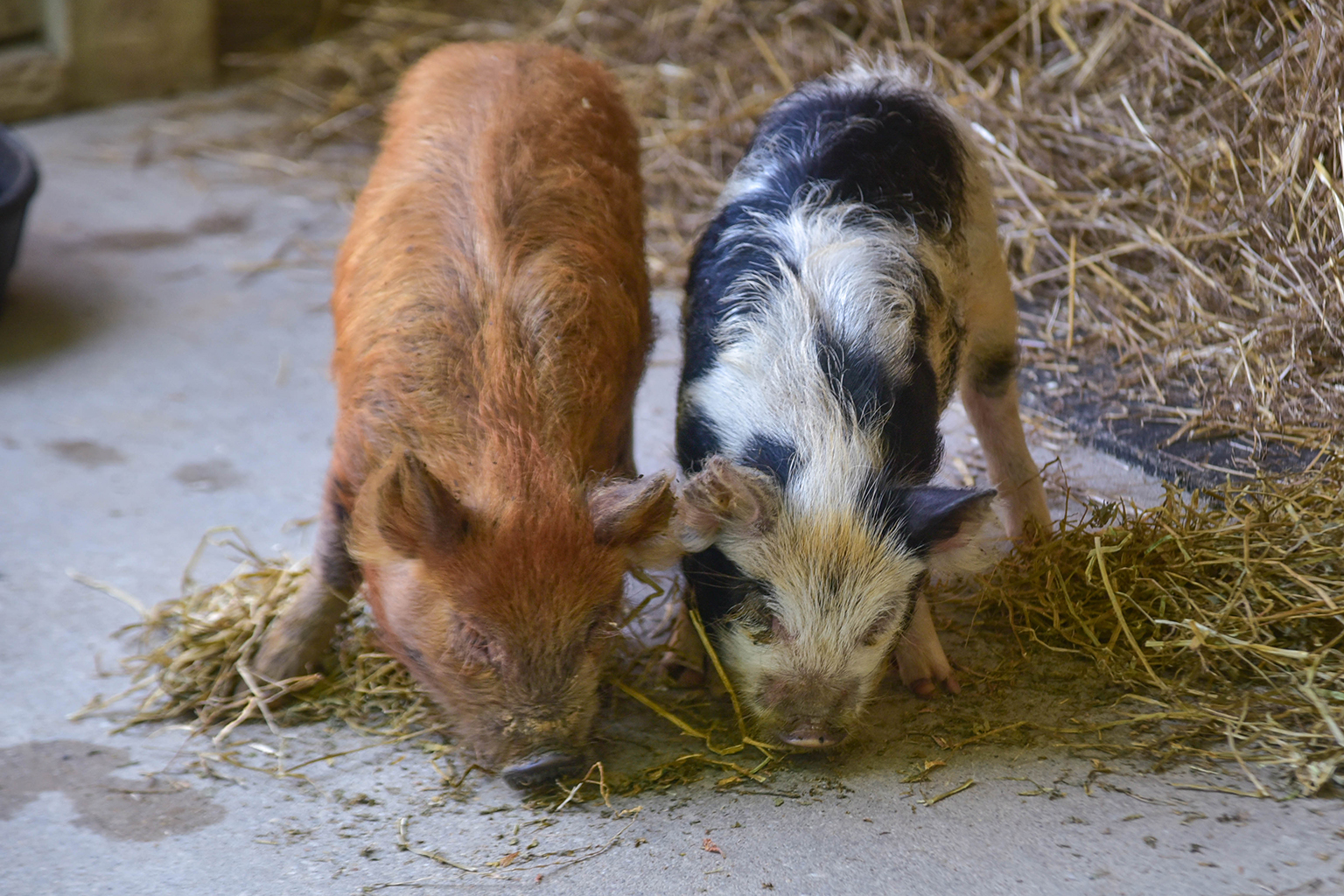 Kunekune Pig | The Maryland Zoo