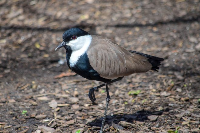 spurwing lapwing bird standing