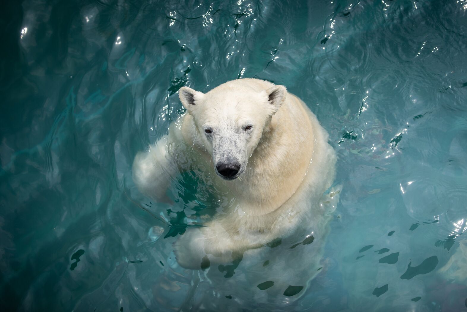 Polar Bears Neva and Amelia Gray Arrive at The Maryland Zoo in ...