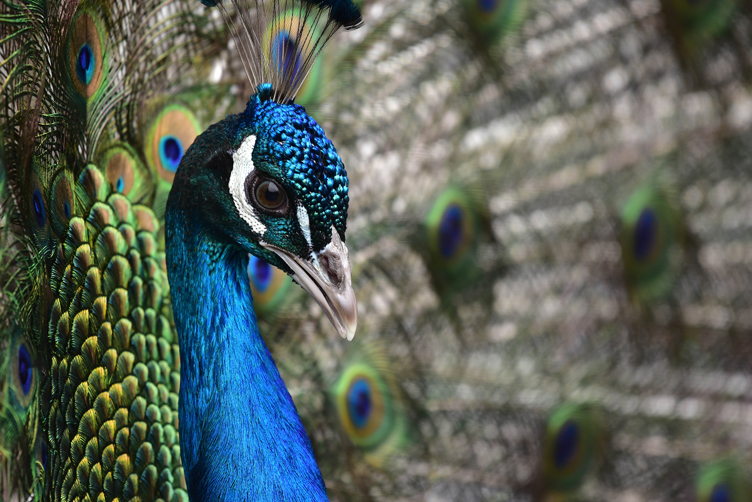 Indian Peafowl | The Maryland Zoo