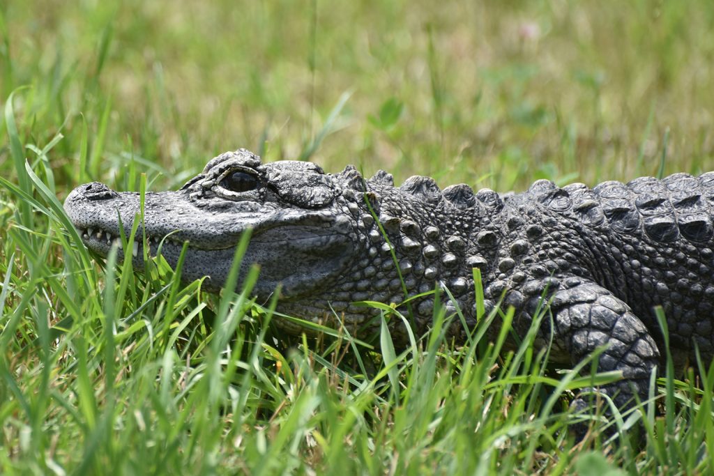 alligator in grass background