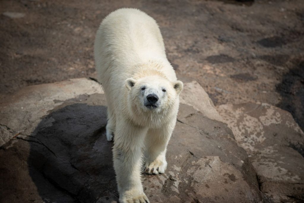 Polar Bears Neva And Amelia Gray Arrive At The Maryland Zoo In 