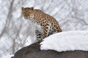 leopard on a rock in the snow