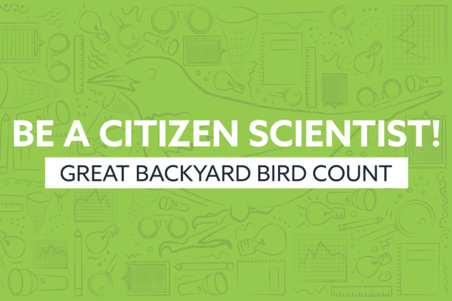 be a citizen scientist great backyard bird count