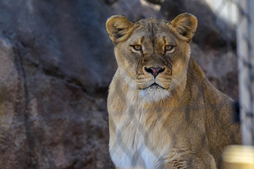 Maryland Zoo Lion Habitat Reopens Tomorrow