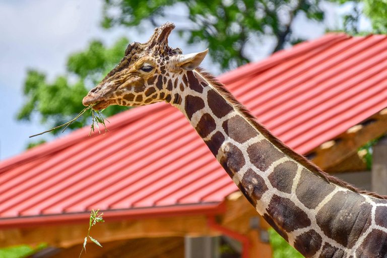 Breakfast With The Giraffes | The Maryland Zoo